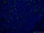 Granzyme K Antibody in Immunohistochemistry (Paraffin) (IHC (P))