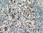 Granzyme K Antibody in Immunohistochemistry (Paraffin) (IHC (P))