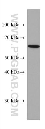 VANGL2 Antibody in Western Blot (WB)