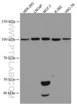 WWP2 Antibody in Western Blot (WB)