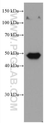 Biglycan Antibody in Western Blot (WB)