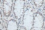 SNRPN Antibody in Immunohistochemistry (Paraffin) (IHC (P))