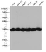 SNRPN Antibody in Western Blot (WB)