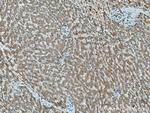ERN2 Antibody in Immunohistochemistry (Paraffin) (IHC (P))