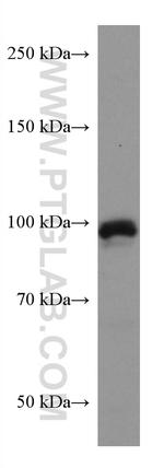 ERN2 Antibody in Western Blot (WB)