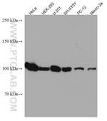 WFS1 Antibody in Western Blot (WB)