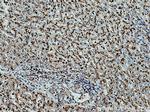 CD107a Antibody in Immunohistochemistry (Paraffin) (IHC (P))