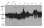 CD107a Antibody in Western Blot (WB)
