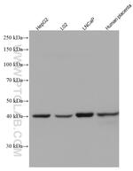 PURA Antibody in Western Blot (WB)