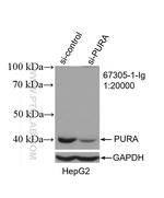 PURA Antibody in Western Blot (WB)