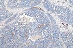 Entactin Antibody in Immunohistochemistry (Paraffin) (IHC (P))