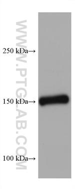 Entactin Antibody in Western Blot (WB)