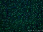 DCPS Antibody in Immunohistochemistry (PFA fixed) (IHC (PFA))