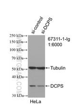 DCPS Antibody in Western Blot (WB)