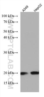 ARL2BP Antibody in Western Blot (WB)