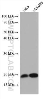 ARL2BP Antibody in Western Blot (WB)