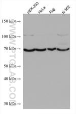 TFE3 Antibody in Western Blot (WB)