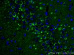 Alpha SNAP Antibody in Immunohistochemistry (Paraffin) (IHC (P))