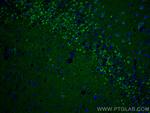 Alpha SNAP Antibody in Immunohistochemistry (Paraffin) (IHC (P))