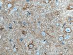 Alpha SNAP Antibody in Immunohistochemistry (Paraffin) (IHC (P))