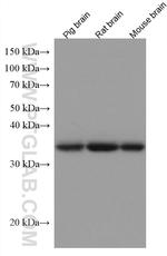 Alpha SNAP Antibody in Western Blot (WB)