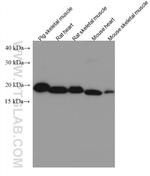 HSP20 Antibody in Western Blot (WB)