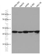 MAP2K4 Antibody in Western Blot (WB)