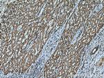 ACSM5 Antibody in Immunohistochemistry (Paraffin) (IHC (P))