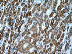 ACSM5 Antibody in Immunohistochemistry (Paraffin) (IHC (P))