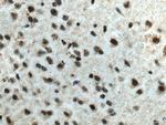 RCC1 Antibody in Immunohistochemistry (Paraffin) (IHC (P))