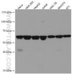N-PAC Antibody in Western Blot (WB)