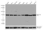ATG7 Antibody in Western Blot (WB)