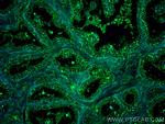 FUT3 Antibody in Immunohistochemistry (Paraffin) (IHC (P))