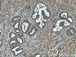 FUT3 Antibody in Immunohistochemistry (Paraffin) (IHC (P))