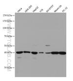TDP-43 Antibody in Western Blot (WB)