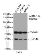 TDP-43 Antibody in Western Blot (WB)