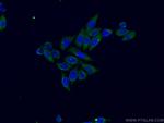 PTGS1 Antibody in Immunocytochemistry (ICC/IF)