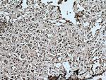 ANAPC5 Antibody in Immunohistochemistry (Paraffin) (IHC (P))