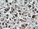 ANAPC5 Antibody in Immunohistochemistry (Paraffin) (IHC (P))