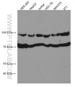 ANAPC5 Antibody in Western Blot (WB)