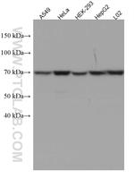 MUS81 Antibody in Western Blot (WB)
