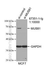 MUS81 Antibody in Western Blot (WB)