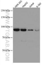 SEC63 Antibody in Western Blot (WB)