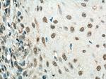 HMG20B Antibody in Immunohistochemistry (Paraffin) (IHC (P))