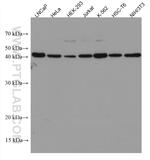 HMG20B Antibody in Western Blot (WB)
