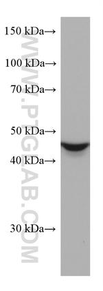 ALDH9A1 Antibody in Western Blot (WB)