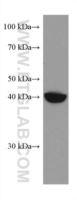 HOMER2 Antibody in Western Blot (WB)
