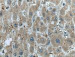 SEC11A Antibody in Immunohistochemistry (Paraffin) (IHC (P))