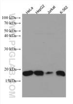 SEC11A Antibody in Western Blot (WB)