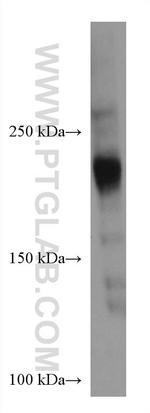 ARID4B Antibody in Western Blot (WB)